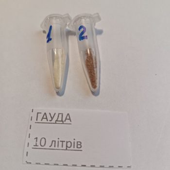 Гауда
