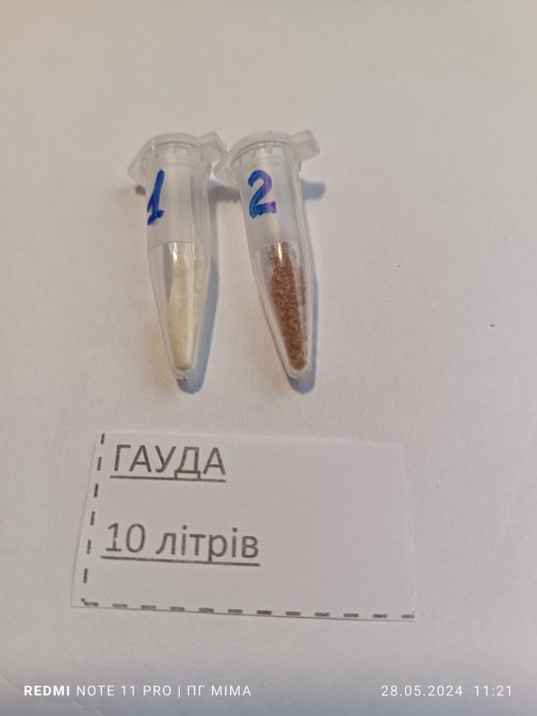 Гауда